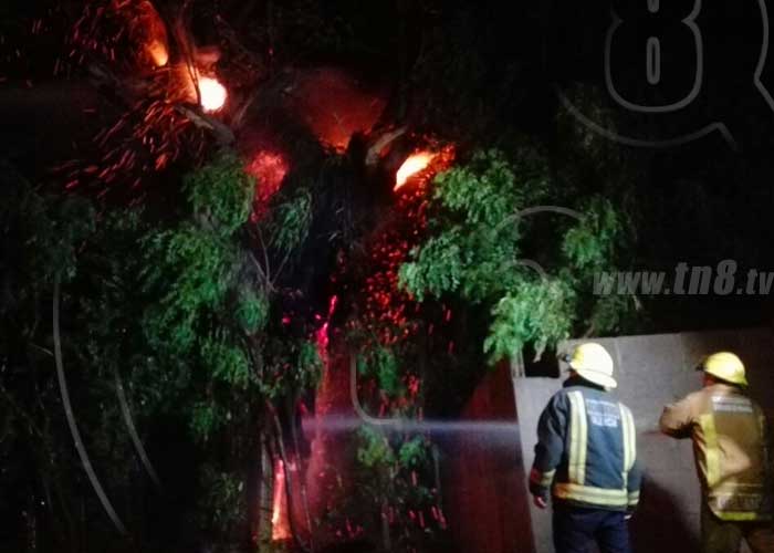 Ciudad Sandino: Árbol en llamas amenazaba con colapsar sobre ... - TN8 el canal joven de Nicaragua