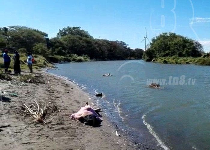 Joven fallece ahogado en río Las Lajas - TN8.tv