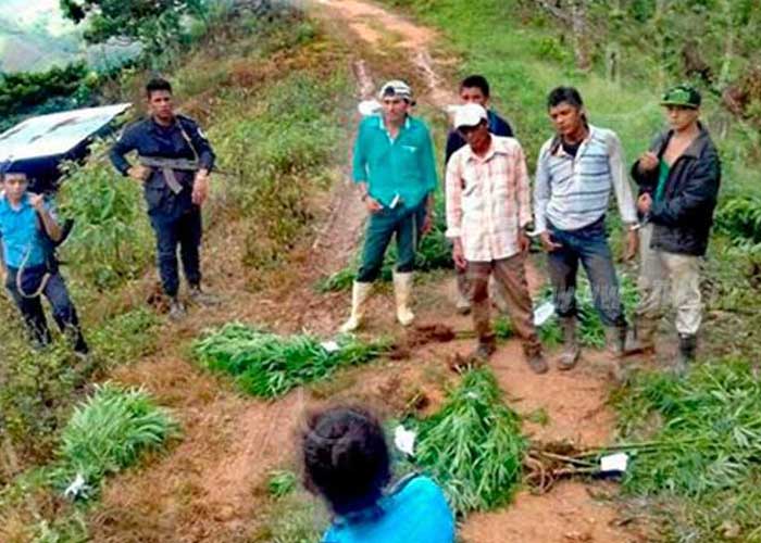 Nueva Segovia: Tres personas detenidas por cultivo de marihuana ... - TN8 el canal joven de Nicaragua