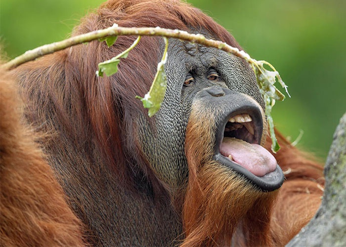 Video de orangut n fumando causa controversia en las redes