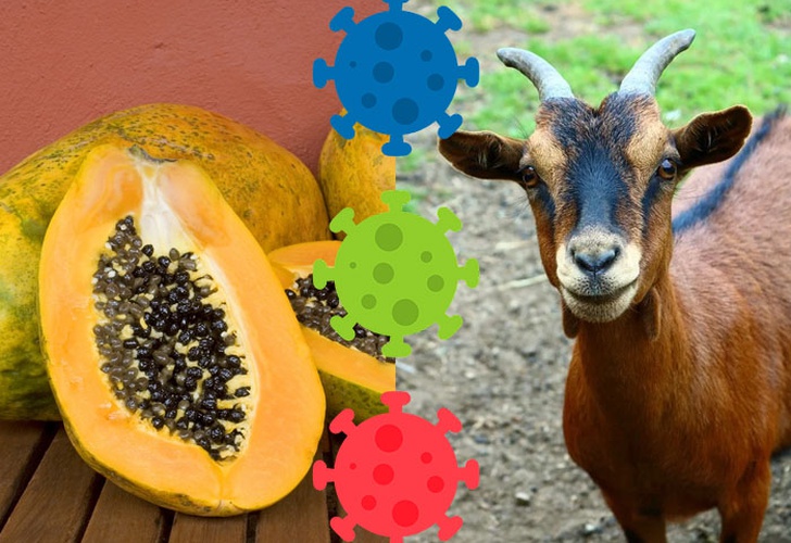 Una cabra y una papaya dan positivo de coronavirus en Tanzania