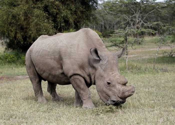 sudan, nasima, fecundacion, nueva generacion, salvar rinoceronte, 