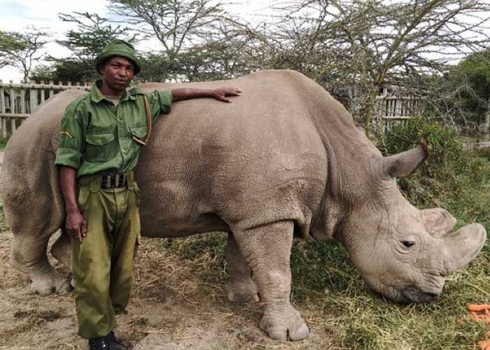 sudan, nasima, fecundacion, nueva generacion, salvar rinoceronte, 