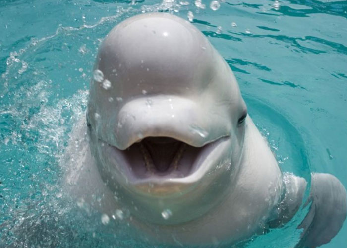 crimea, koktebel, una ballena beluga, parece haber aprendido a expresarse, como los delfines,