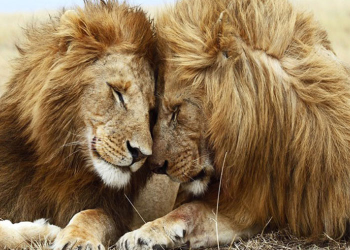 africa, esta escandalizada, pareja de leones, gobierno asegura necesitan terapia, leones gay,