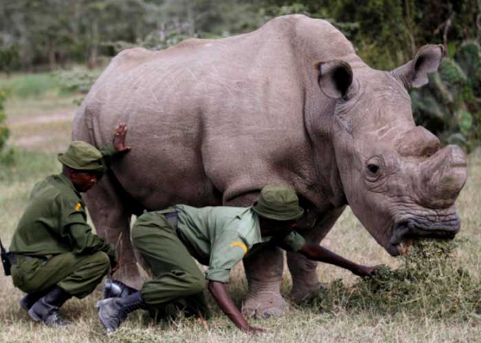 sudan, fallece, ultimo rinoceronte blanco, macho, mundo, 