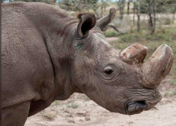 sudan, fallece, ultimo rinoceronte blanco, macho, mundo, 
