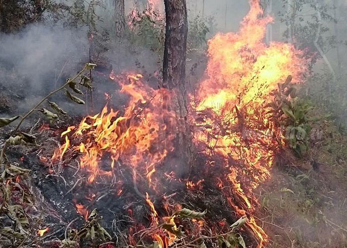 nicaragua, incendio, jalapa, incendios forestales, comupred, nueva segovia,