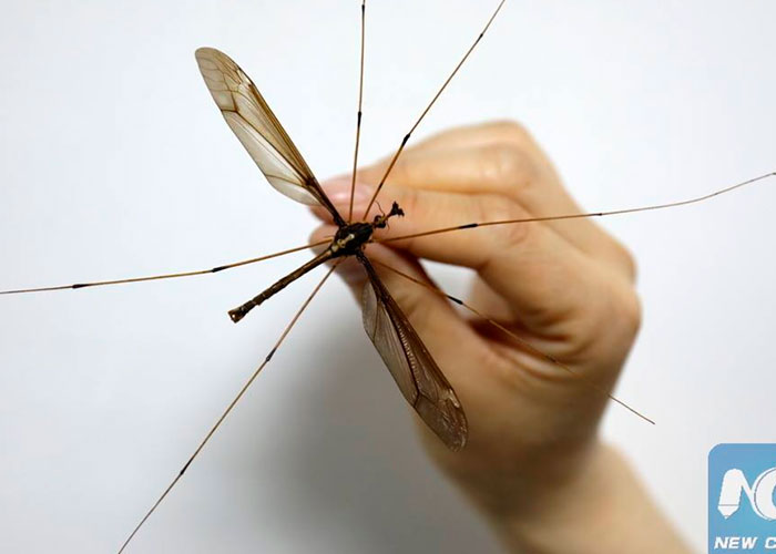china, mosquito, grande,enorme, mundo, insecto, 