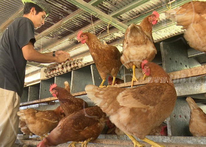 nicaragua, ministerio agropecuario, pollo, gallinas, huevo, produccion,