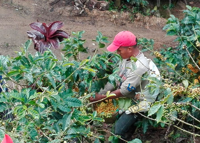 productores, campo, proteccion, seguridad, ejercito de nicaragua, cosecha cafetalera, jalapa, norte de nicaragua, cafe, jalapa, 