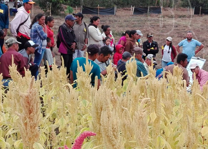 nicaragua, dipilto, jalapa, amaranto, dietas, familias, cultivo de amaranto en el norte