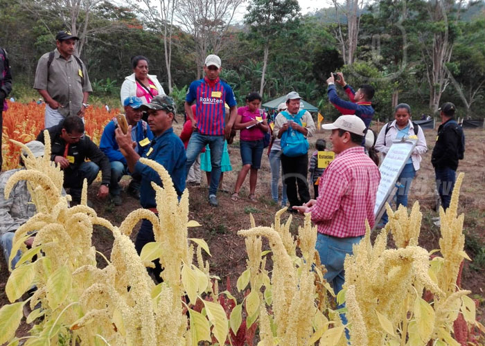 nicaragua, dipilto, jalapa, amaranto, dietas, familias, cultivo de amaranto en el norte