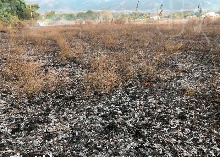 Incendio forestal en La Estancia, Jalapa Nueva Segovia