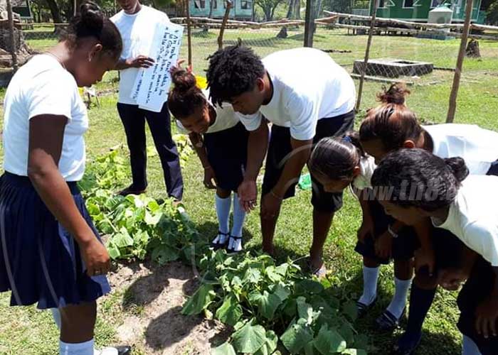 Ministerios de gobierno promueven huertos escolares en Caribe Norte de Nicaragua. 