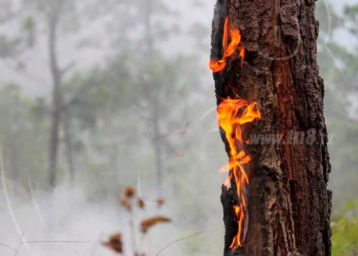 Bosques de Dipilto incendiados