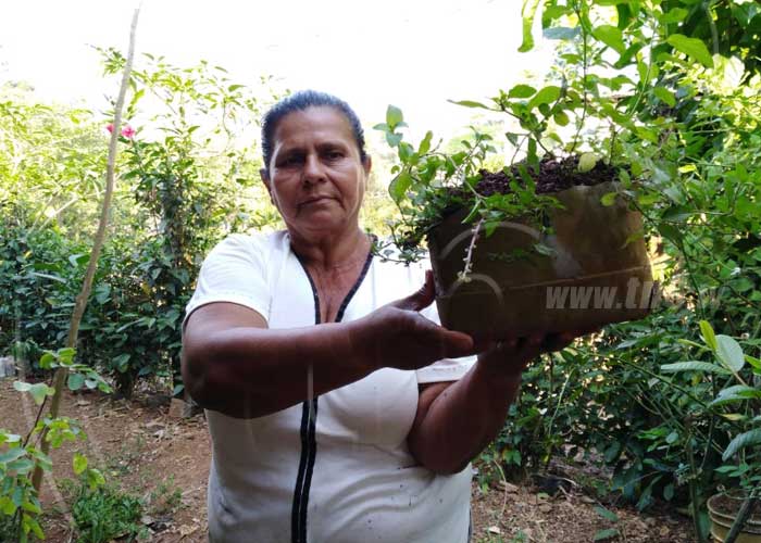 nicaragua, patio saludable, huerto, nueva guinea, planta medicinal,