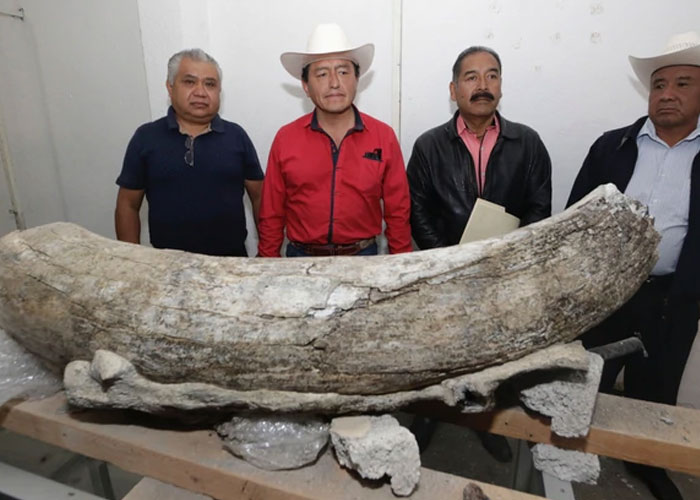 Autoridades de Puebla aseguran haber encontrado los restos de un mamut