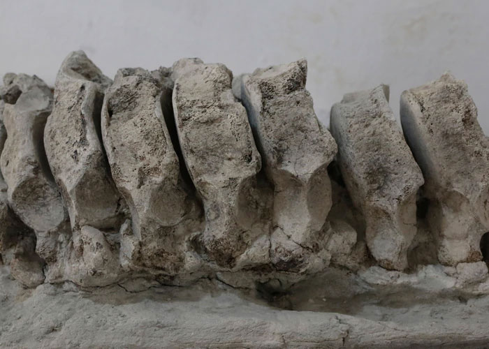 Autoridades de Puebla aseguran haber encontrado los restos de un mamut