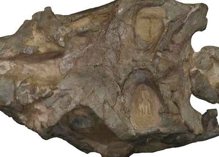 reptiles fosiles,ciencia,calavera gris,hallazgo,sudafrica