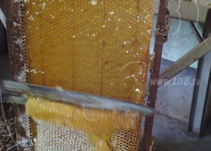  nicaragua, miel, produccion, apicultor, exportacion, consumo,