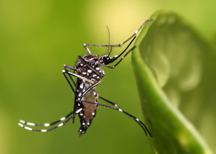 Cuba implementa la crianza de peces para erradicar los mosquitos del dengue y el zika.