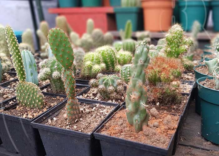 nicaragua, cactus, emprendimiento, planta ornamental, managua,