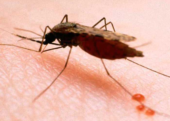 paludismo, oms, salud, mosquito, picadura, enfermedad antigua, complicaciones, mosquiteros