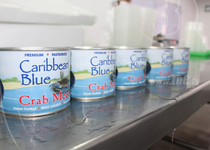 nicaragua, caribbean blue, empresa, jaiba, bluefields, marisco,