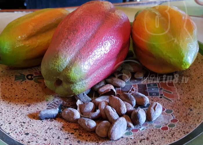 nicaragua, cacao, produccion, exportacion, 