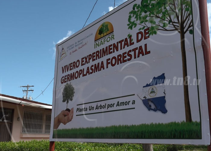 nicaragua, vivero experimental, germoplasma, leon, plantas,