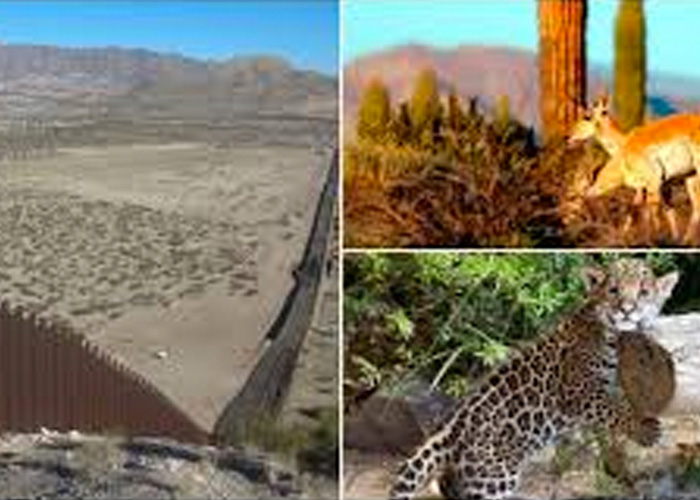 nicaragua, muro, trump, peligro ambiental, especies, peligro de extincion, agua, arizona,