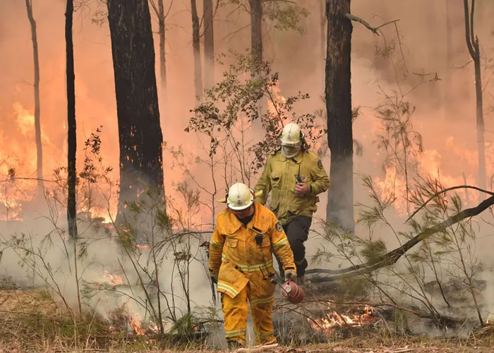 australia, incendios, forestal, sequia, destruccion, animales,
