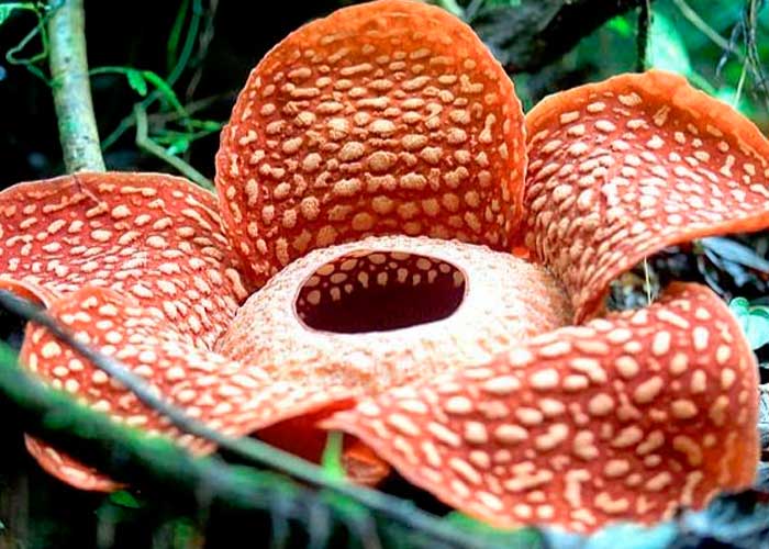 variedad, flor, rafflesia tuan-mudae, diametro, olor, carnosa flor roja, petalos, naturaleza, victimas, paises asiaticos
