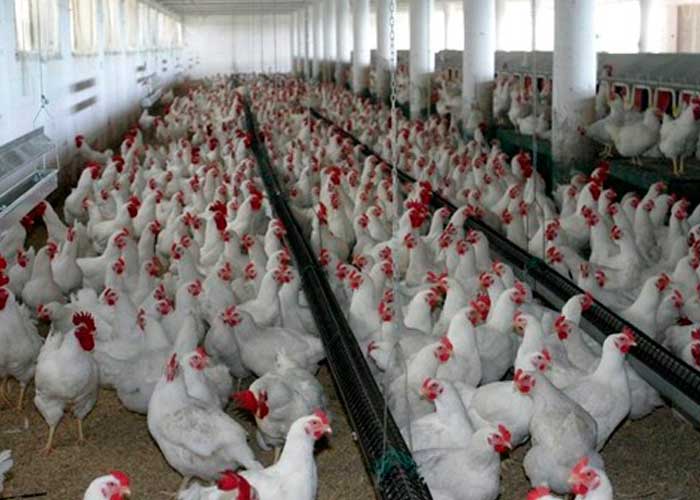 expansion, virus, china, gripe aviar h5n1, granja, localizacion, oms, pollos, contagio
