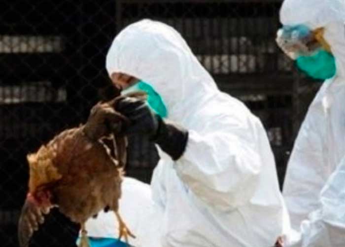 expansion, virus, china, gripe aviar h5n1, granja, localizacion, oms, pollos, contagio