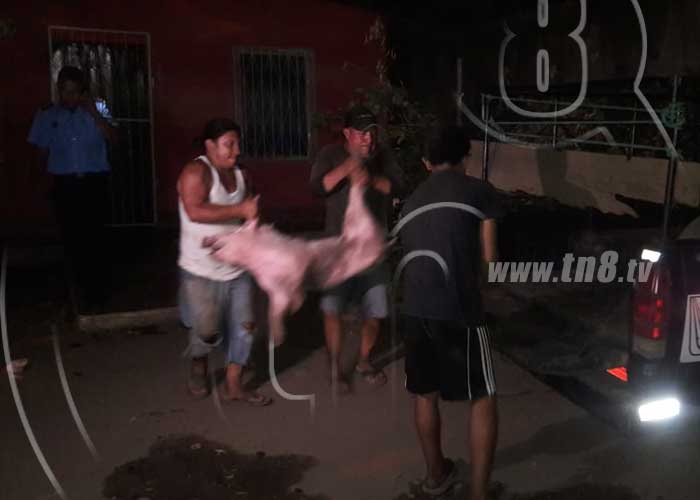 nicaragua policia nacional abigeato, cerdos, recuperacion, 