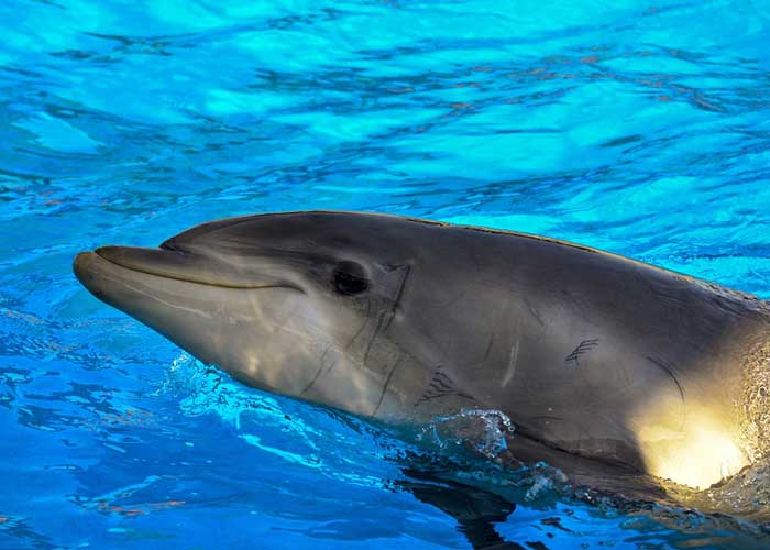 mundo, muerte miserable, muere delfin,delfin, acuario abandona, tokio, 