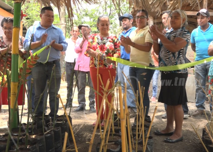 nicaragua, bambu, nueva segovia, ministerio de economia familiar, proyecto,