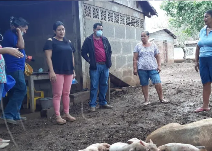 nicaragua, nandaime, economia, inseminacion artificial, cerdos, 