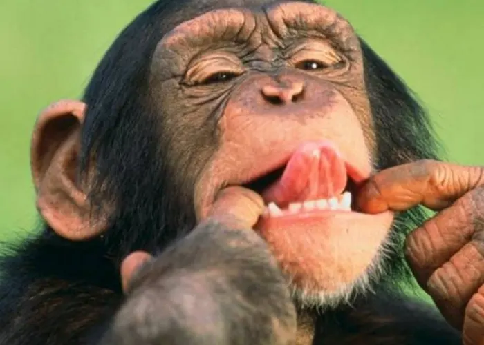 istoria evolutiva, ciencia, estudio. chimpances, gestos, habla, primates antiguos, 