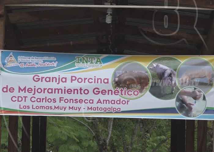 nicaragua, matagalpa, muy muy, granja, mejoramiento, genetico, cerdo,