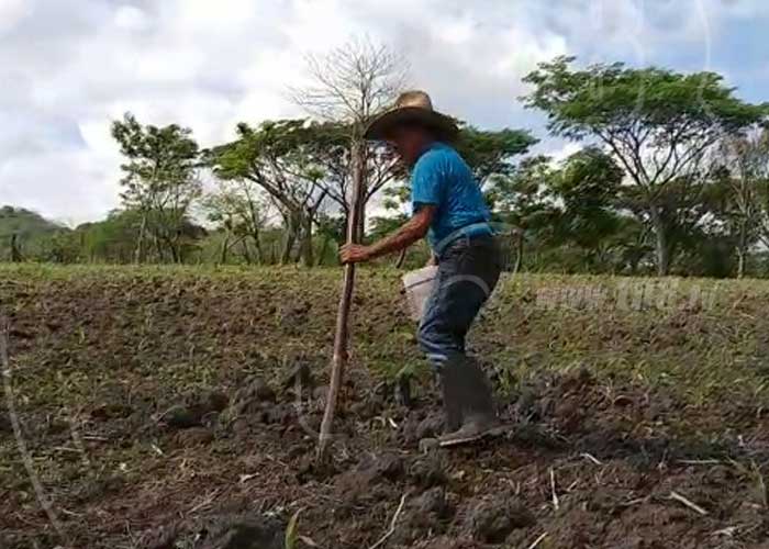 nicaragua, siembra, matagalpa, muy muy, ciclo productivo, agricola,