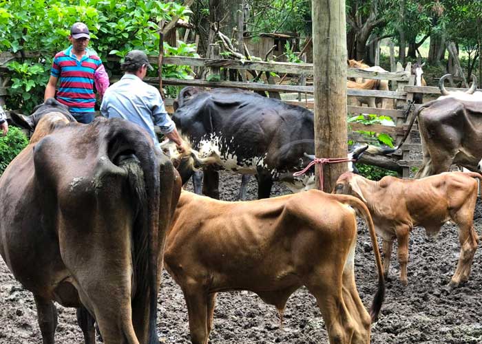 nicaragua, economia, sector bovino, inseminacion artificial, nueva segovia,
