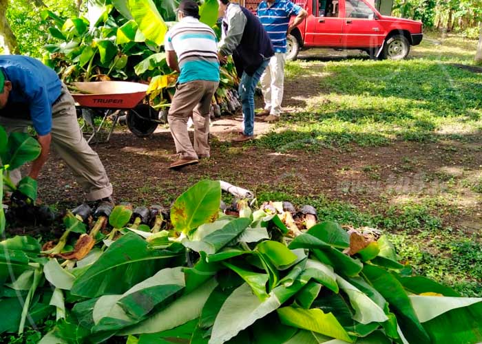 Foto: Productores de la Isla de Ometepe en constante mejora en sus cultivos/TN8