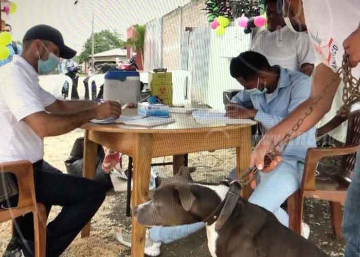 nicaragua, nueva segovia, jornada de vacunacion, mascotas, vacuna contra la rabia,