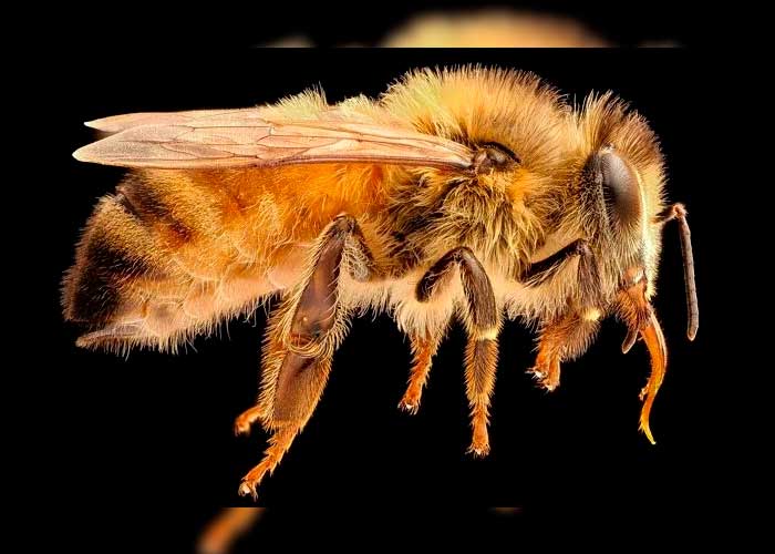 veneno de abeja, salud, ciencia, cancer de mama, analisis, resultados