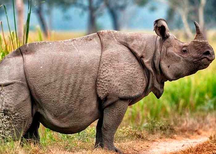 ciencia, indonesia, avistamiento, rinoceronte de java, cachorros, ejemplares, caracteristicas