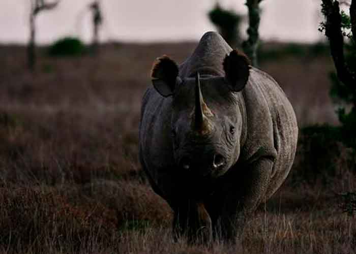 ciencia, indonesia, avistamiento, rinoceronte de java, cachorros, ejemplares, caracteristicas
