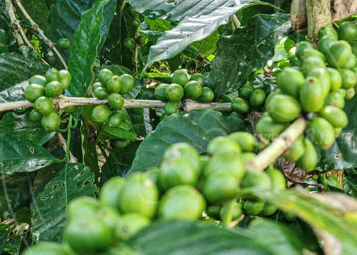 nicaragua, cafe, produccion, matagalpa, economia, sostenibilidad,
